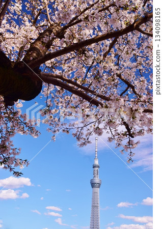 櫻花和天空樹在藍天中閃耀 134098165