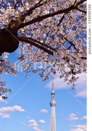 櫻花和天空樹在藍天中閃耀 134098166