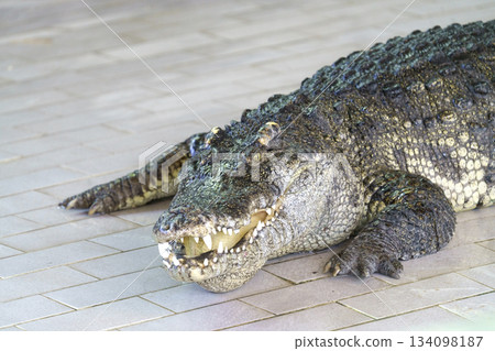 A large saltwater crocodile with its mouth open, revealing sharp teeth. The scaly reptile rests on a tiled surface, with its textured skin and powerful limbs clearly visible. Natural light. A large saltwater crocodile with its mouth open, revealing sharp teeth. The scaly reptile rests on a tiled surface, with its textured skin and powerful limbs clearly visible. Natural light. 134098187
