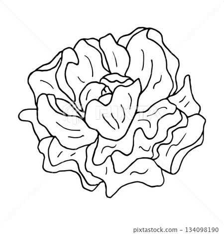 Outline drawing of a peony flower. Hand-drawn botanical illustration for spring projects, coloring pages, textile prints, or decorative elements. Spring bloom for greeting cards. 134098190