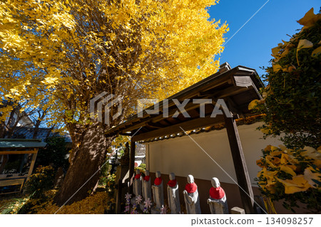 洋福寺的大銀杏樹 洋福寺的大銀杏樹 134098257