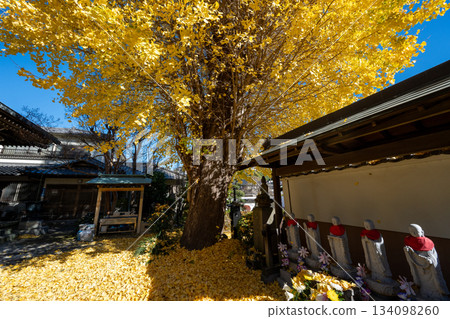 洋福寺的大銀杏樹 洋福寺的大銀杏樹 134098260