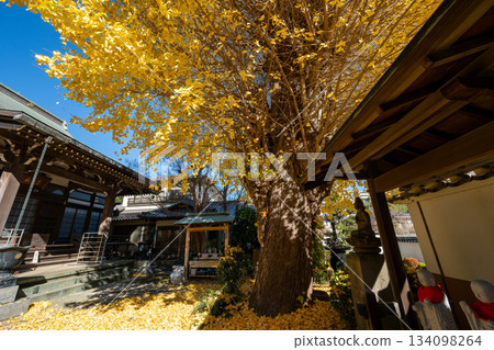 洋福寺的大銀杏樹 134098264