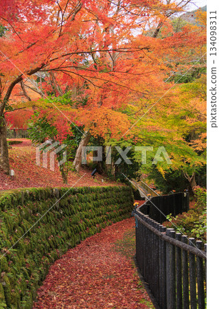 Amagi Yugashima Deai Bridge at its best when the autumn leaves are in full bloom Amagi Yugashima Deai Bridge at its best when the autumn leaves are in full bloom 134098311