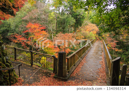 Amagi Yugashima Deai Bridge at its best when the autumn leaves are in full bloom Amagi Yugashima Deai Bridge at its best when the autumn leaves are in full bloom 134098314
