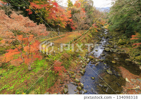 Amagi Yugashima Deai Bridge at its best when the autumn leaves are in full bloom 134098318