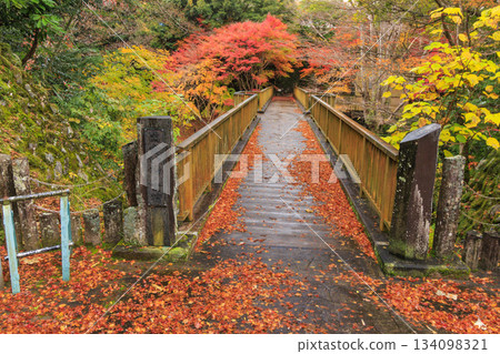 Amagi Yugashima Deai Bridge at its best when the autumn leaves are in full bloom 134098321