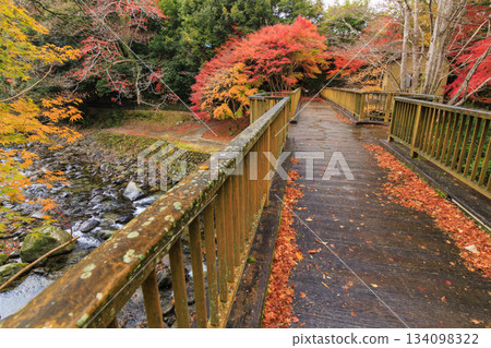Amagi Yugashima Deai Bridge at its best when the autumn leaves are in full bloom Amagi Yugashima Deai Bridge at its best when the autumn leaves are in full bloom 134098322