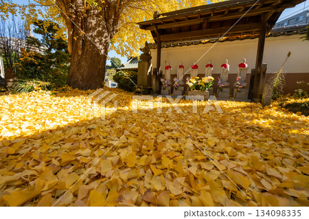 洋福寺的大銀杏樹 洋福寺的大銀杏樹 134098335