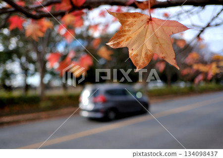 一輛汽車行駛在秋葉中。 一輛汽車行駛在秋葉中。 134098437