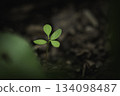 Young plant sprouting on cracked dry soil, symbolizing resilience. 134098487