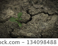 Young plant sprouting on cracked dry soil, symbolizing resilience. 134098488