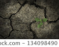 Young plant sprouting on cracked dry soil, symbolizing resilience. 134098490