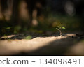 Young plant sprouting on cracked dry soil, symbolizing resilience. 134098491