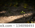 Young plant sprouting on cracked dry soil, symbolizing resilience. 134098493