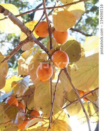 Persimmon fruits colored in persimmon color (persimmon branch with leaves and fruit) 134098516