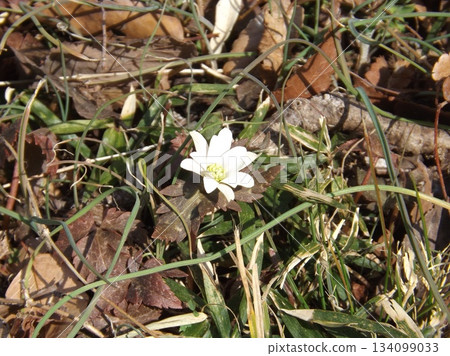 雪原一枝 雪原一枝 134099033