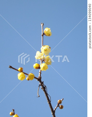 慌張 慌張 134099040