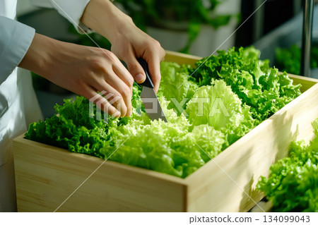 Hands chop fresh lettuce in a wooden box in a kitchen setting filled with plants during the day 134099043