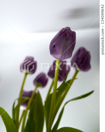 Delicate artistic representation of purple tulips with intricate petal layering and blurred backdrop Delicate artistic representation of purple tulips with intricate petal layering and blurred backdrop 134099642
