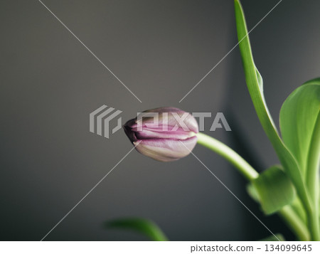 Botanical specimen showing purple tulip bud against plain background 134099645