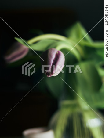 Peaceful tulip bud scene with soft illumination and dark backdrop 134099648