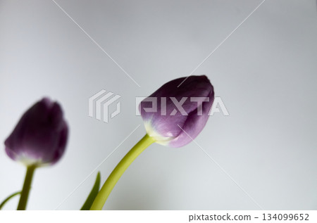 Minimalist purple tulip photograph, Simple studio shot emphasizing petal shape and plant elegance 134099652
