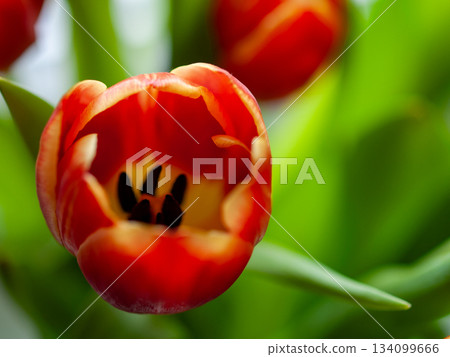 Intricate macro image revealing detailed textures of tulip reproductive anatomy for study and art Intricate macro image revealing detailed textures of tulip reproductive anatomy for study and art 134099666