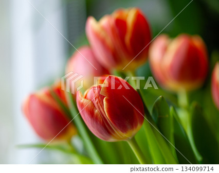 Vivid tulip scene at dawn, Glistening tulip bouquet bathed in sunlight creates tranquil home ambiance Vivid tulip scene at dawn, Glistening tulip bouquet bathed in sunlight creates tranquil home ambiance 134099714