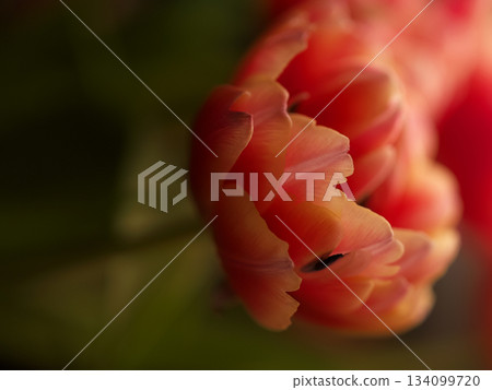 Fresh tulip bouquets with dew and warm sunrise illumination 134099720