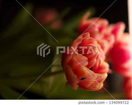 Botanical study of vibrant tulip with detailed veins and lighting Botanical study of vibrant tulip with detailed veins and lighting 134099722