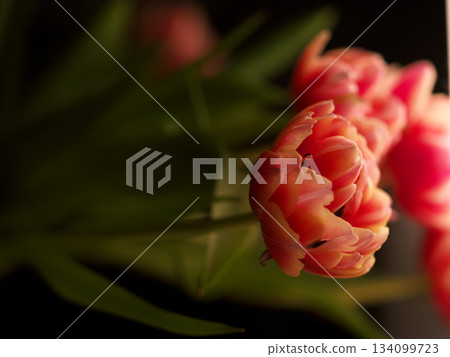 Sophisticated pink tulip decoration with ambient candle lighting Sophisticated pink tulip decoration with ambient candle lighting 134099723
