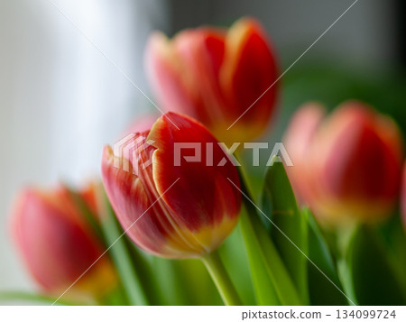 Artisan styled bouquet featuring vibrant red tulips and rich green foliage under soft window glow Artisan styled bouquet featuring vibrant red tulips and rich green foliage under soft window glow 134099724