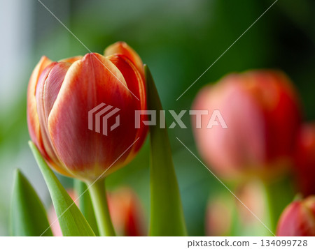 Expressive romantic arrangement of bright tulips with vibrant leaves and cozy ambient lighting Expressive romantic arrangement of bright tulips with vibrant leaves and cozy ambient lighting 134099728
