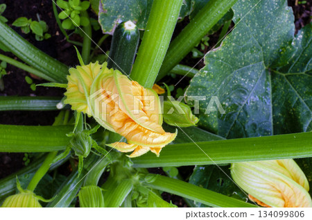 blossom of a courgette plant blossom of a courgette plant 134099806