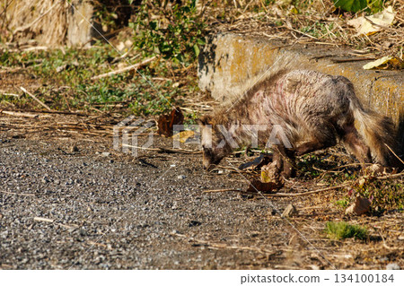 A sick raccoon that appeared during the day A sick raccoon that appeared during the day 134100184