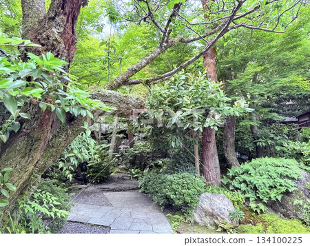 日本花園裡一棵雄偉的大樹 134100225