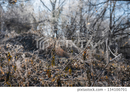Sticky insects covered in frost [Betula pratense] 134100701