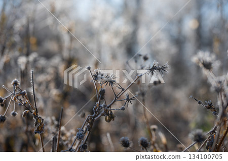 Sticky insects covered in frost [Betula pratense] 134100705