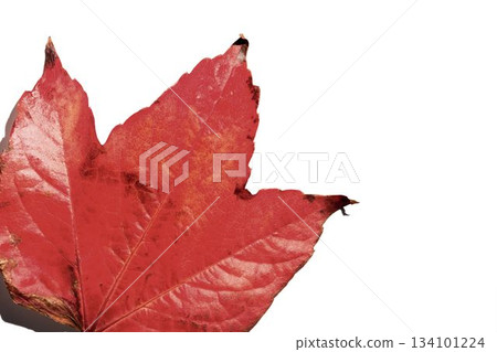 Close-up of red autumn leaf over white background 134101224