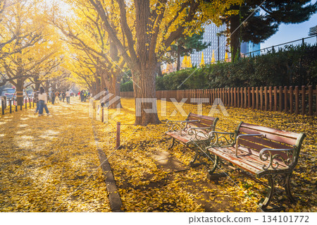 The beautiful ginkgo tree-lined streets of Meiji Jingu Gaien [Minato Ward, Tokyo] 134101772