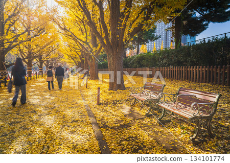 Autumn tourist spot in Tokyo: Ginkgo trees at Meiji Jingu Gaien [Minato Ward, Tokyo] 134101774