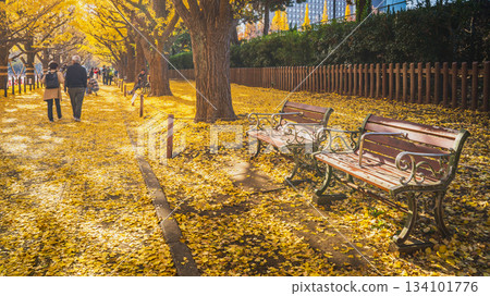 明治神宮外圍花園種滿了銀杏樹 [東京港區] 134101776