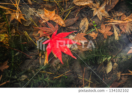 Dead leaves sinking to the bottom of a pond and colorful maple leaves floating on the surface [Nagano Prefecture] 134102102