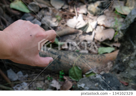 Mosquito bite marks on skin during forest travel, showing natural outdoor conditions and adventure Mosquito bite marks on skin during forest travel, showing natural outdoor conditions and adventure 134102329