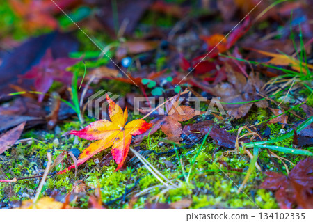 落在青苔的秋葉 134102335