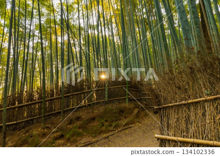 晨光灑在竹林小徑上。 晨光灑在竹林小徑上。 134102336