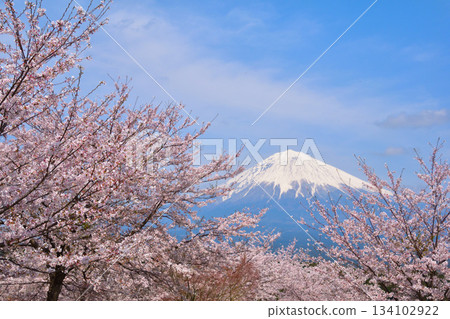 Spring Cherry Blossoms Snow-capped Mount Fuji Spring Cherry Blossoms Snow-capped Mount Fuji 134102922