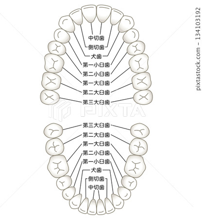Name of teeth: Dentition Name of teeth: Dentition 134103192