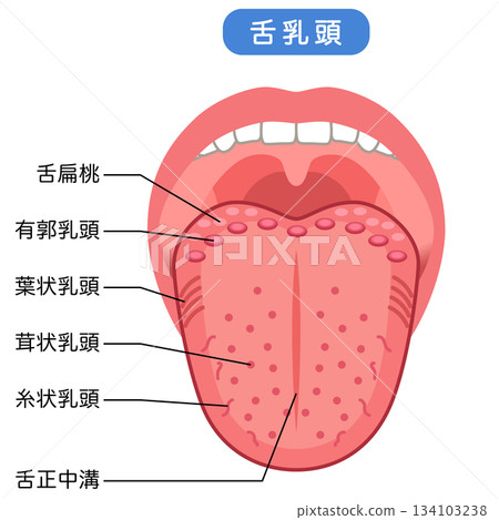 Types of Tongue Papillae Tongue Health Types of Tongue Papillae Tongue Health 134103238